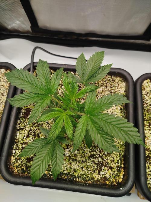 Creme-Tasmo/ Kiwi x NCH/ IcednBaked. Week 3