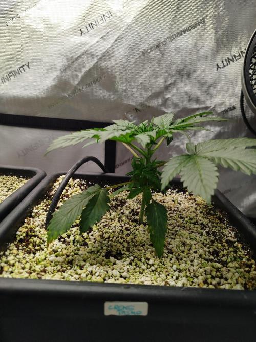 Creme-Tasmo/ Kiwi x NCH/ IcednBaked. Week 3