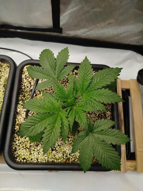 Creme-Tasmo/ Kiwi x NCH/ IcednBaked. Week 3