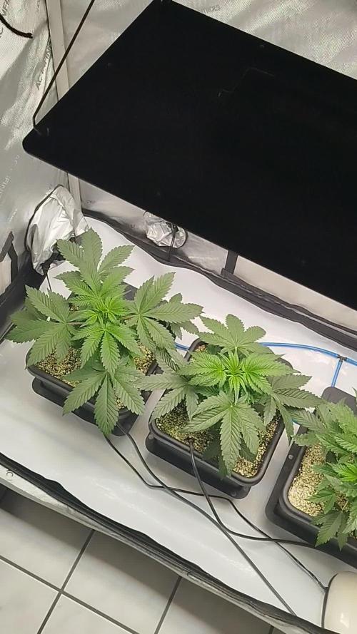 Creme-Tasmo/ Kiwi x NCH/ IcednBaked