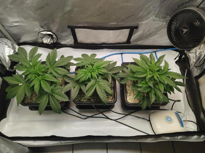 Creme-Tasmo/ Kiwi x NCH/ IcednBaked. Week 4