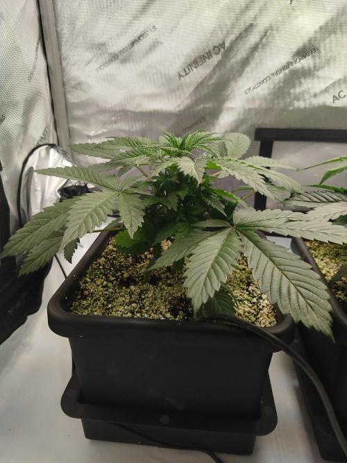 Creme-Tasmo/ Kiwi x NCH/ IcednBaked. Week 4