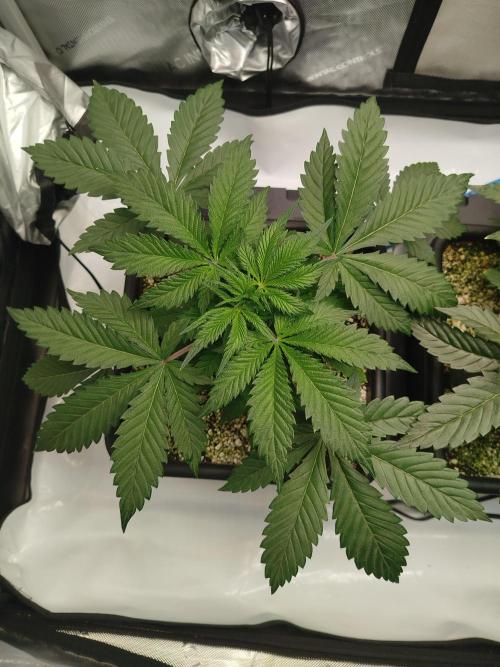 Creme-Tasmo/ Kiwi x NCH/ IcednBaked. Week 4