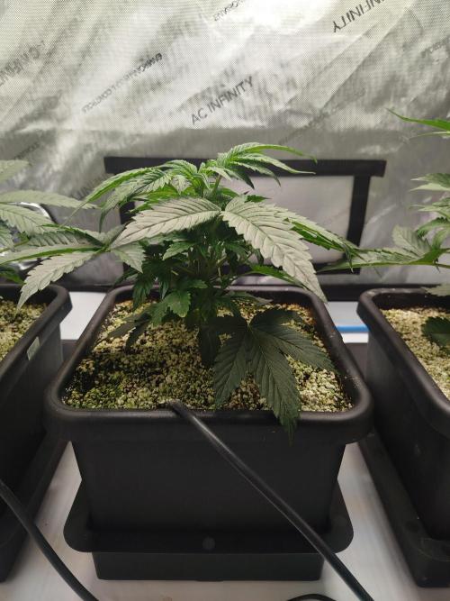 Creme-Tasmo/ Kiwi x NCH/ IcednBaked. Week 4