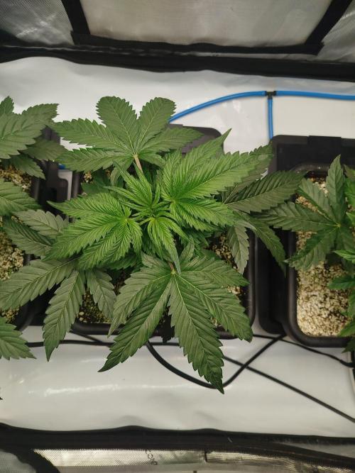 Creme-Tasmo/ Kiwi x NCH/ IcednBaked. Week 4
