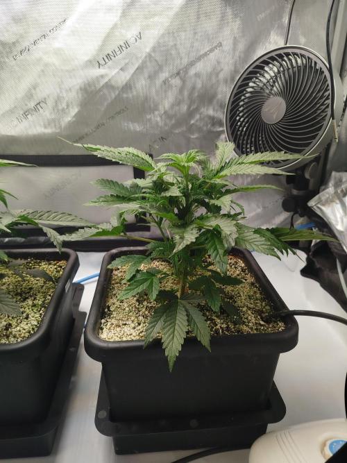 Creme-Tasmo/ Kiwi x NCH/ IcednBaked. Week 4