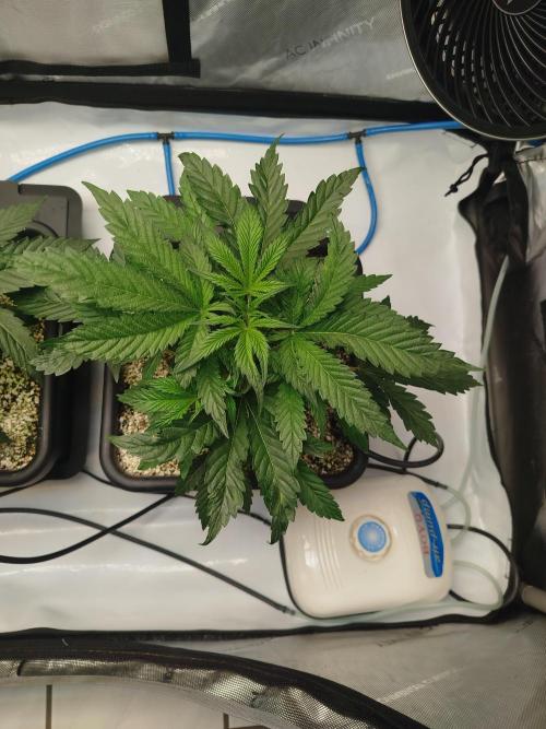 Creme-Tasmo/ Kiwi x NCH/ IcednBaked. Week 4