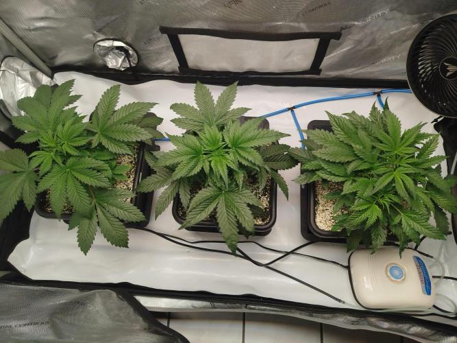 Creme-Tasmo/ Kiwi x NCH/ IcednBaked. Week 4