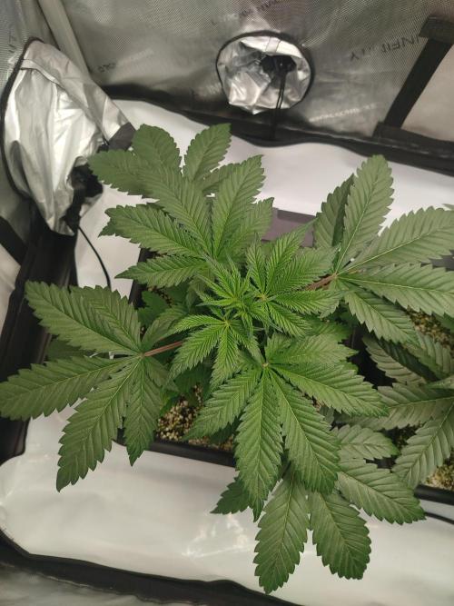 Creme-Tasmo/ Kiwi x NCH/ IcednBaked. Week 4