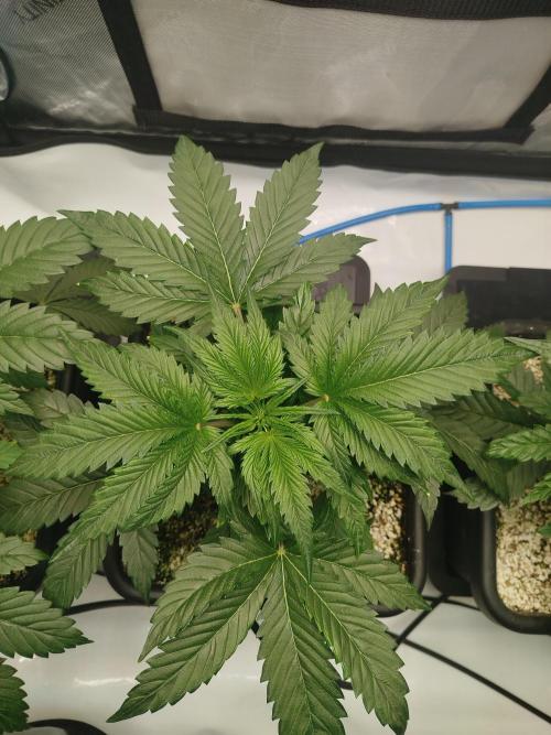 Creme-Tasmo/ Kiwi x NCH/ IcednBaked. Week 4