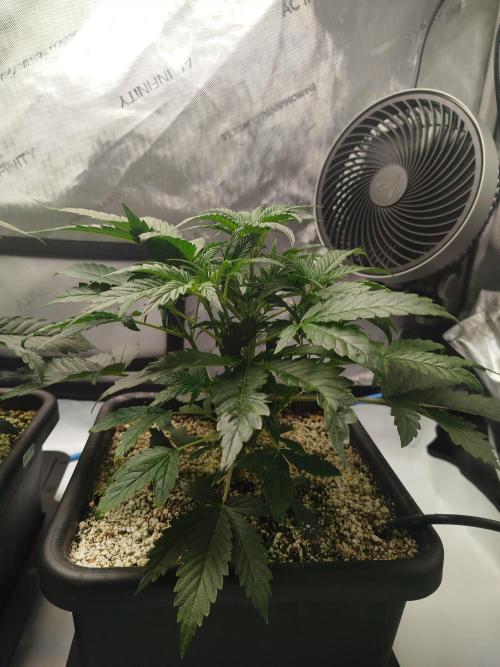 Creme-Tasmo/ Kiwi x NCH/ IcednBaked. Week 4