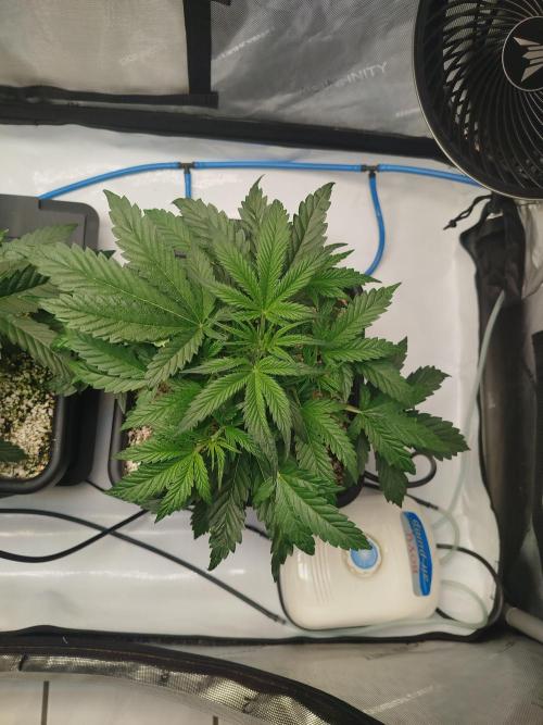 Creme-Tasmo/ Kiwi x NCH/ IcednBaked. Week 4