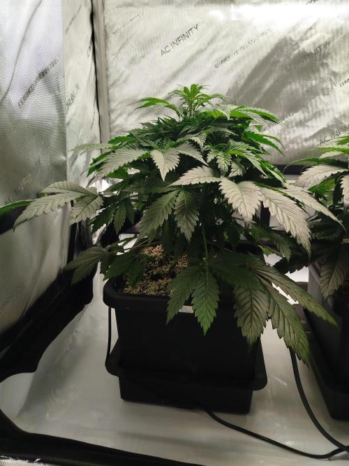 Creme-Tasmo/ Kiwi x NCH/ IcednBaked. Week 5