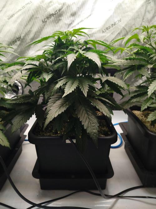 Creme-Tasmo/ Kiwi x NCH/ IcednBaked. Week 5