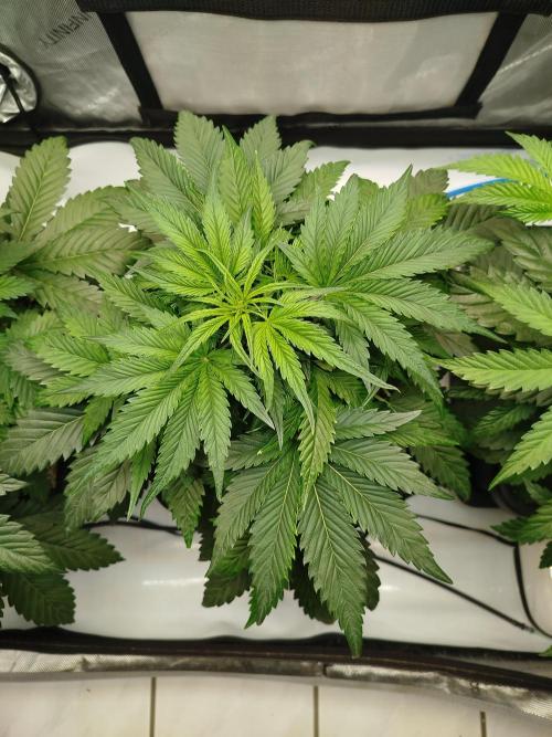 Creme-Tasmo/ Kiwi x NCH/ IcednBaked. Week 5