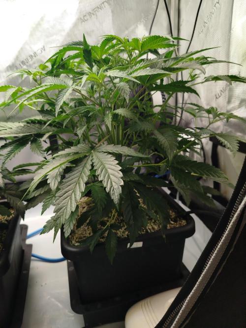 Creme-Tasmo/ Kiwi x NCH/ IcednBaked. Week 5