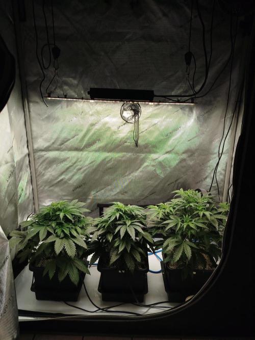 Creme-Tasmo/ Kiwi x NCH/ IcednBaked. Week 5