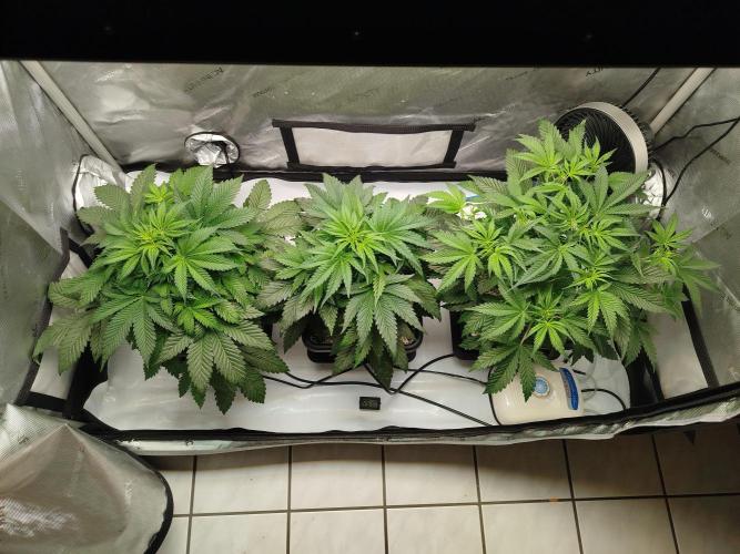 Creme-Tasmo/ Kiwi x NCH/ IcednBaked. Week 5