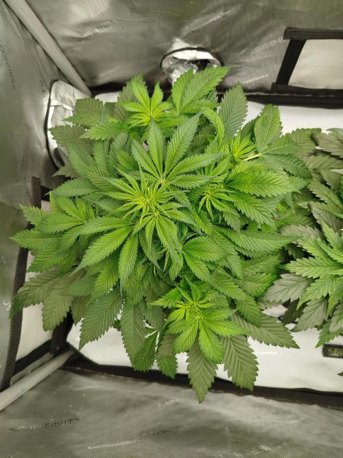 Creme-Tasmo/ Kiwi x NCH/ IcednBaked. Week 5