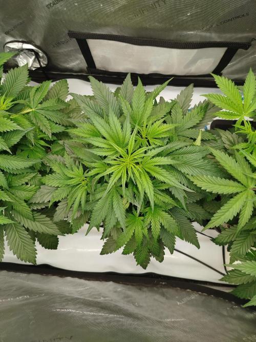 Creme-Tasmo/ Kiwi x NCH/ IcednBaked. Week 5