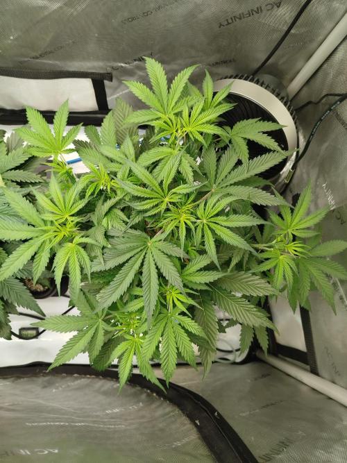 Creme-Tasmo/ Kiwi x NCH/ IcednBaked. Week 5