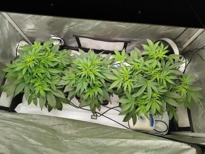 Creme-Tasmo/ Kiwi x NCH/ IcednBaked. Week 5