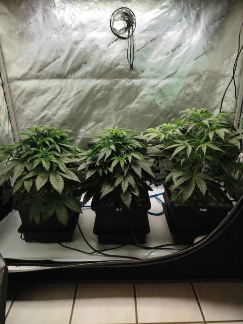 Creme-Tasmo/ Kiwi x NCH/ IcednBaked. Week 5