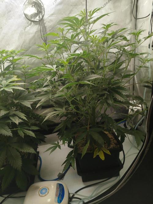 Creme-Tasmo/ Kiwi x NCH/ IcednBaked. Week 6