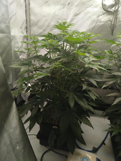 Creme-Tasmo/ Kiwi x NCH/ IcednBaked. Week 6