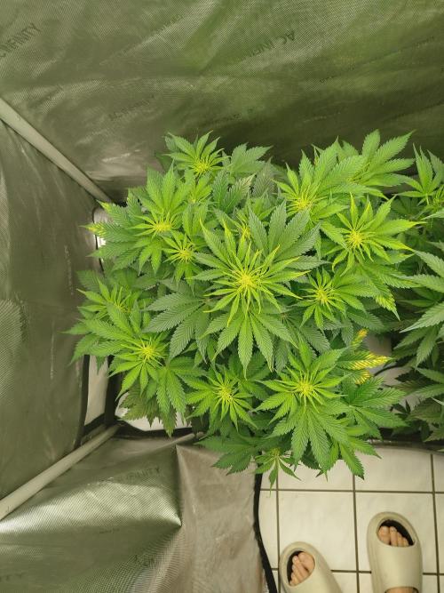 Creme-Tasmo/ Kiwi x NCH/ IcednBaked. Week 6