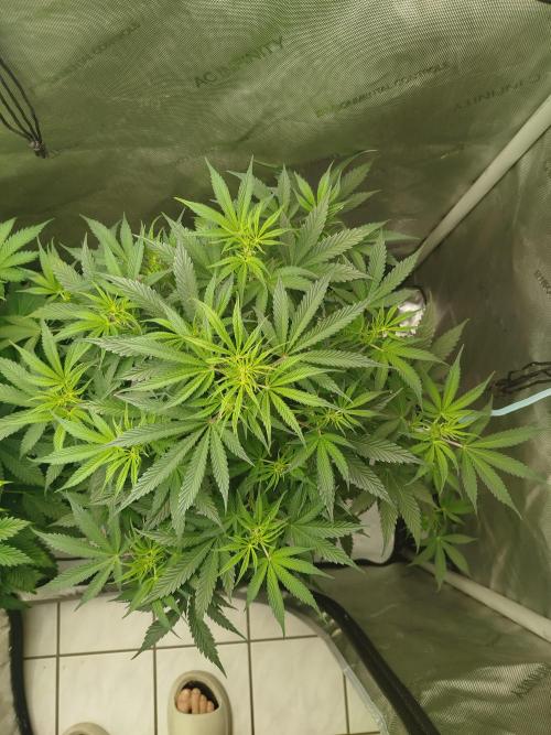 Creme-Tasmo/ Kiwi x NCH/ IcednBaked. Week 6