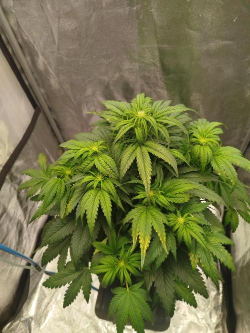 Creme-Tasmo/ Kiwi x NCH/ IcednBaked. Week 6