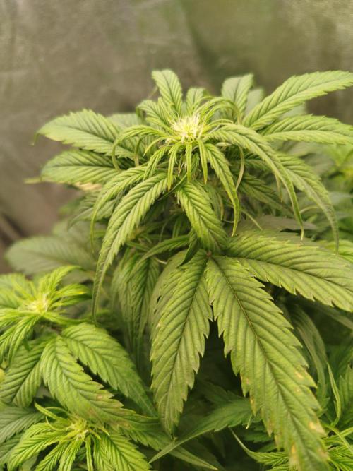 Creme-Tasmo/ Kiwi x NCH/ IcednBaked. Week 6