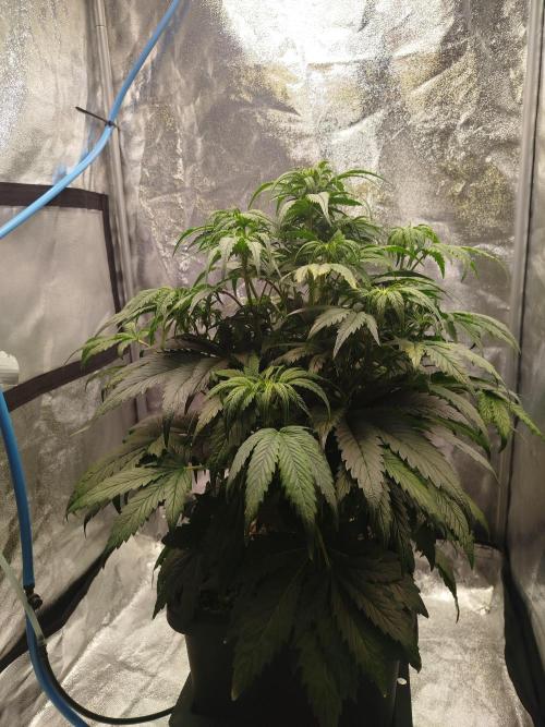 Creme-Tasmo/ Kiwi x NCH/ IcednBaked. Week 6