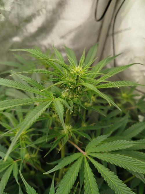 Creme-Tasmo/ Kiwi x NCH/ IcednBaked. Week 7