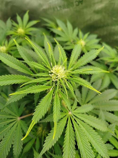 Creme-Tasmo/ Kiwi x NCH/ IcednBaked. Week 7