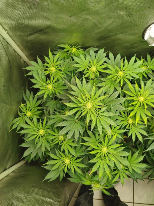 Creme-Tasmo/ Kiwi x NCH/ IcednBaked. Week 7