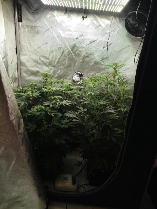 Creme-Tasmo/ Kiwi x NCH/ IcednBaked. Week 7