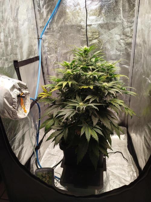 Creme-Tasmo/ Kiwi x NCH/ IcednBaked. Week 7