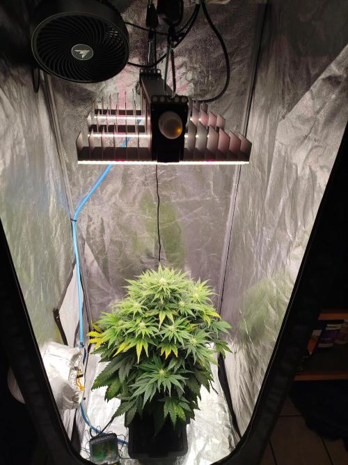 Creme-Tasmo/ Kiwi x NCH/ IcednBaked. Week 7