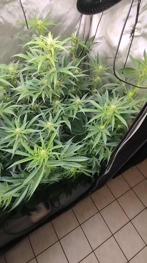 Creme-Tasmo/ Kiwi x NCH/ IcednBaked