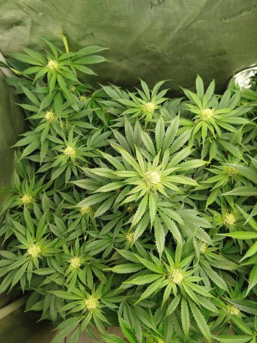 Creme-Tasmo/ Kiwi x NCH/ IcednBaked. Week 8