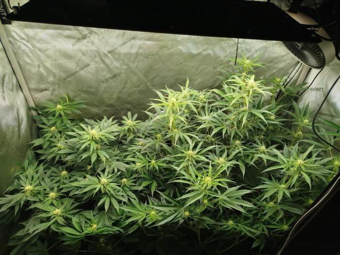 Creme-Tasmo/ Kiwi x NCH/ IcednBaked. Week 8