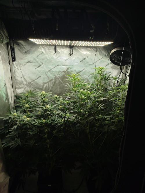 Creme-Tasmo/ Kiwi x NCH/ IcednBaked. Week 8