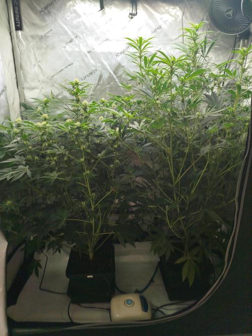 Creme-Tasmo/ Kiwi x NCH/ IcednBaked. Week 8