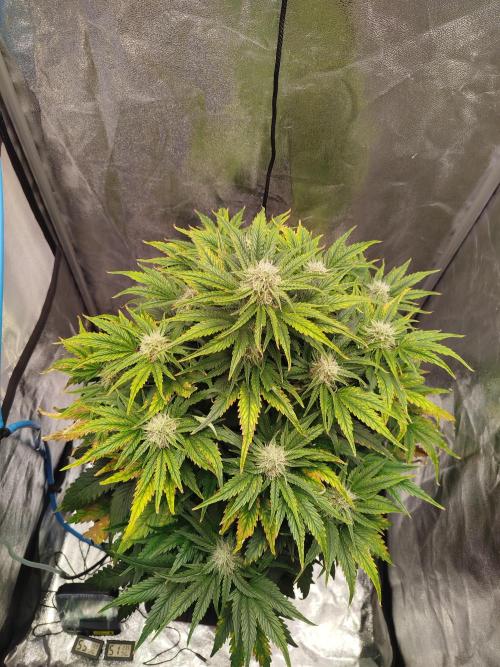 Creme-Tasmo/ Kiwi x NCH/ IcednBaked. Week 8