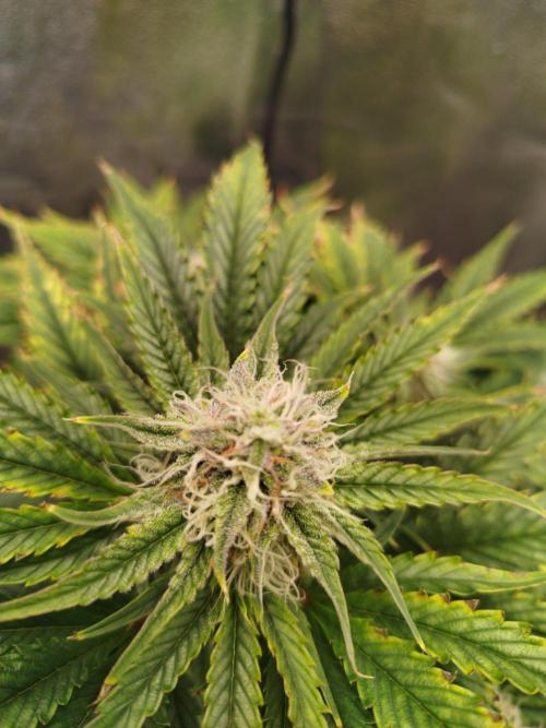 Creme-Tasmo/ Kiwi x NCH/ IcednBaked. Week 8