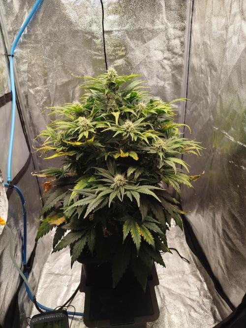 Creme-Tasmo/ Kiwi x NCH/ IcednBaked. Week 8