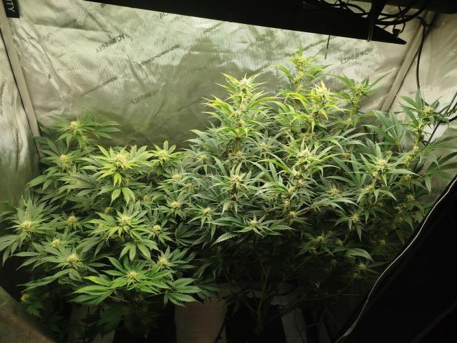 Creme-Tasmo/ Kiwi x NCH/ IcednBaked. Week 9