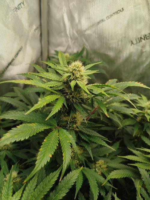 Creme-Tasmo/ Kiwi x NCH/ IcednBaked. Week 9